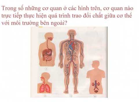 Khoa học lớp 4 - Bài 2 + 3: Trao đổi chất ở người
