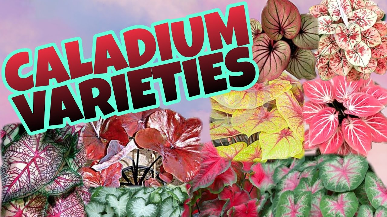 DIFFERENT VARIETIES OF CALADIUM PLANT GABIGABI YouTube