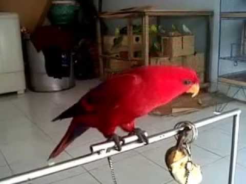 Burung Nuri Sedang Makan Youtube