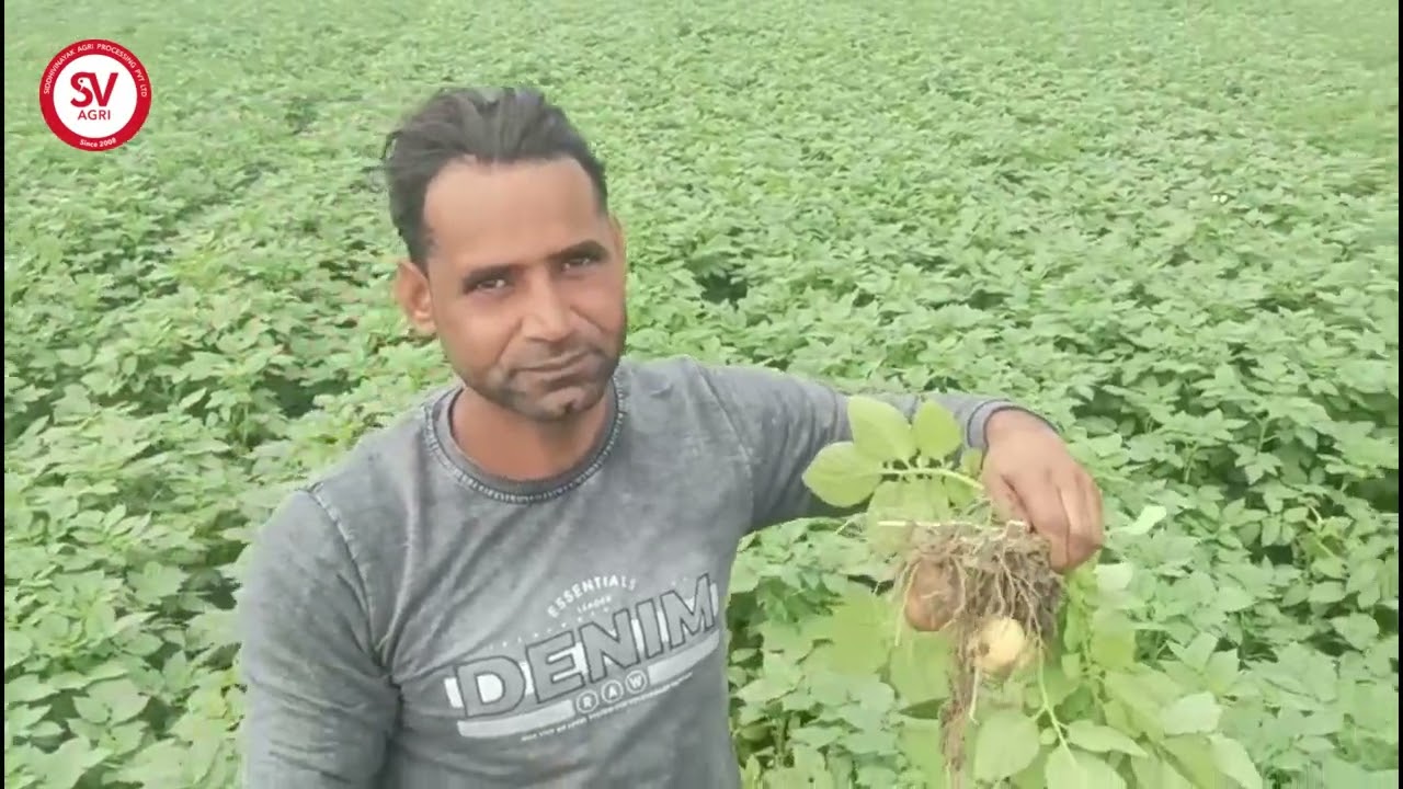 Chipsona 1 Potato Variety | 50 Days | Budaun, UP / चिपसोना-1 | 50 दिन | बदायूं, उत्तर प्रदेश