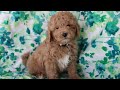 Our Puppy Play Room | Rising Star Golden Doodles