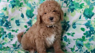 Our Puppy Play Room | Rising Star Golden Doodles