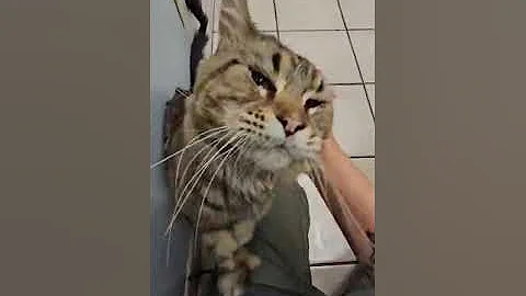 Video 5853301: shelter maine coon