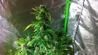 Incredible bulk cuttings doner plant🪴🥳🪴🥳🪴