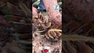 هل رايت هذا من قبل   حصاد الصنوبر Enjoy Harvest Pine Nuts   Have You Ever Seen This Before