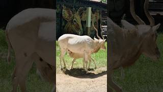 Adakslar🌿🐐Аддаксы #tashkentzoo #ташкентскийзоопарк #зоопарк #ташкент #узбекистан #тошкентда #зоо