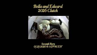 Lulu Hatch Video - Bella and Edward’s 7th born 2026 #ballpythons #hatching