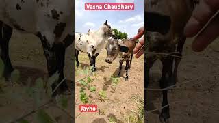 Jayho goumata #cow#gaya#kankrej deshi#viralvideo#wwe#shortsfeed#viral#mma#comedy#shorts#short#video