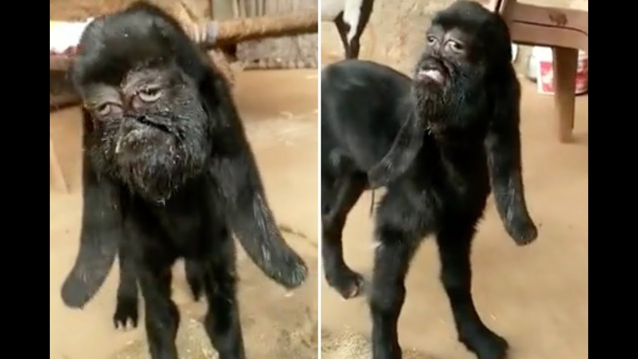 Mutant goat born with 'human' face being worshipped like a god (Video) Any Time News