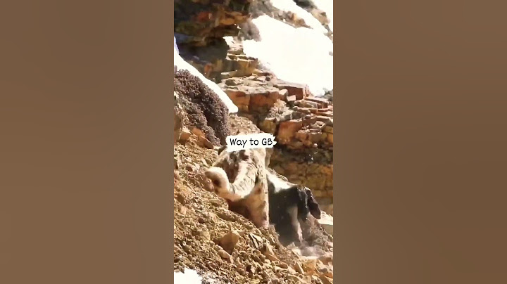 Himalaya king snow leopard hunting #deosainationalpark #animal #fort #wildlife #yaks #nature #jsr