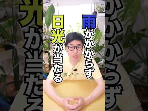 ミニトマトをイチゴ並みに甘くするコツ3選 #家庭菜園 #ミニトマト栽培 #トマト栽培