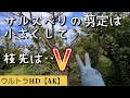 開花後のサルスベリを剪定【10月中旬】百日紅