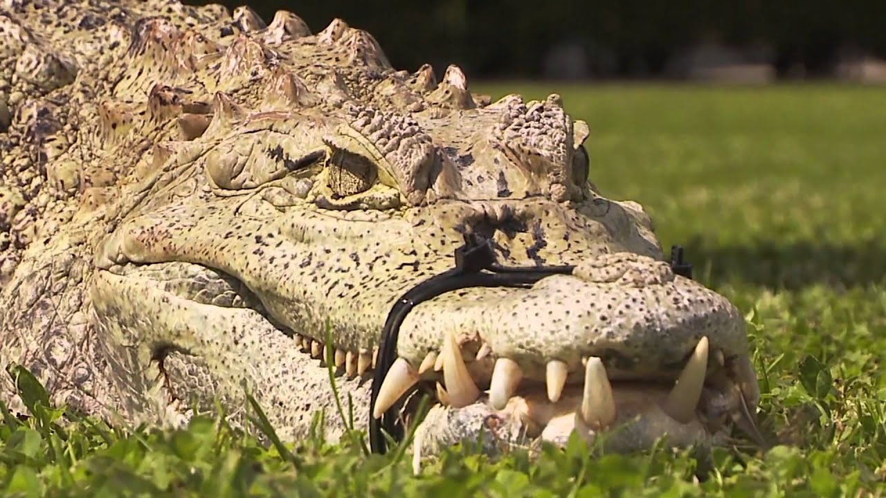 Belgrade Zoo 2011 Episode 7 Part 2