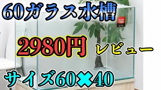 格安のガラス水槽　レビュー！横60㎝高さ40㎝水槽立ち上げ　思わぬ欠点あり！？『コリドラス』『エンゼルフィッシュ』アクアリウム　熱帯魚