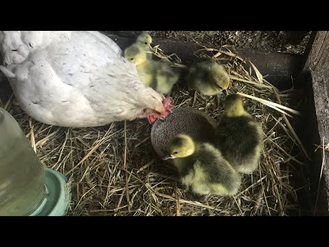 Видео: Может ли курица высидеть гусиное яйцо?