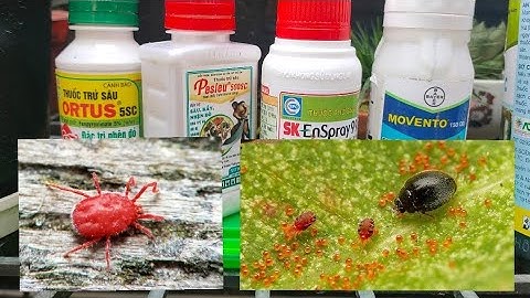 Cách Phòng Trừ Nhện Đỏ Hại Hoa Lan || Toán Ròm Garden