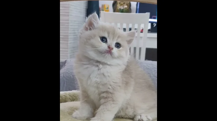 Video 454891: british golden chinchilla cat, british cat baby, britishshorthair cat, cat baby girl