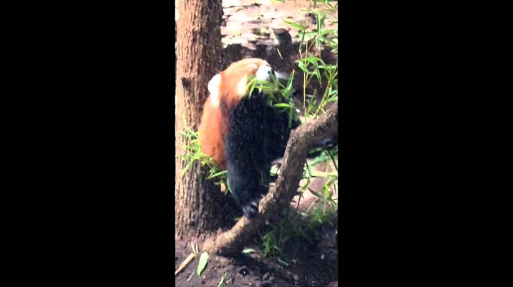 red_pandas