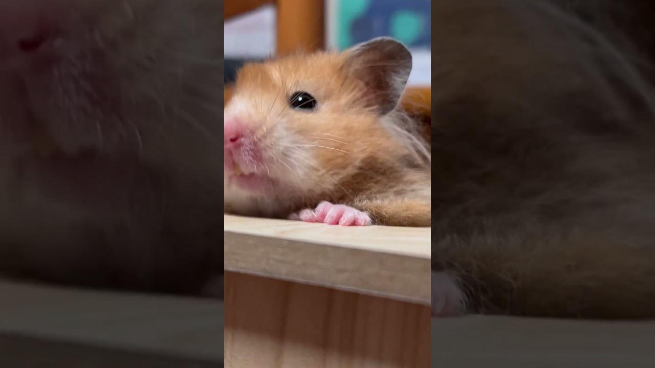 A close-up to hamster noise 
