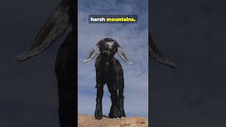 5 dark truth about Japanese serow