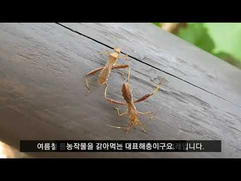 [곤충도감] 이맘때면 등산로에서 징글징글하게 만나는 톱다리개미허리 노린재, 사람 땀냄새 맡고 얼굴과 팔에 달려드는 미친벌레 [2020.07.16]