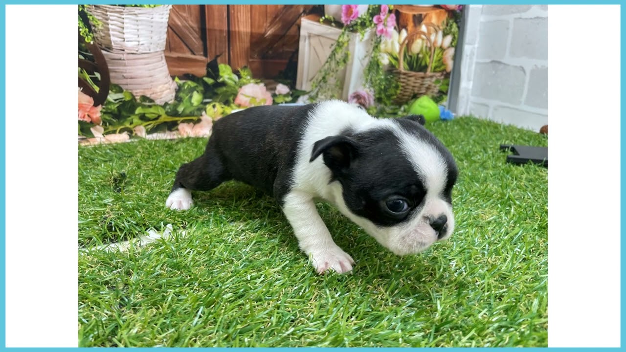 746133 ボストンテリア - YouTube