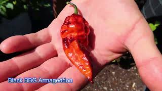 78 DEGREES SUPER HOT PEPPER GARDEN TOUR 2025 (PART 2) 4K