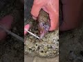 see what was found inside this fish mouth 😳 #fishing #nature #sea