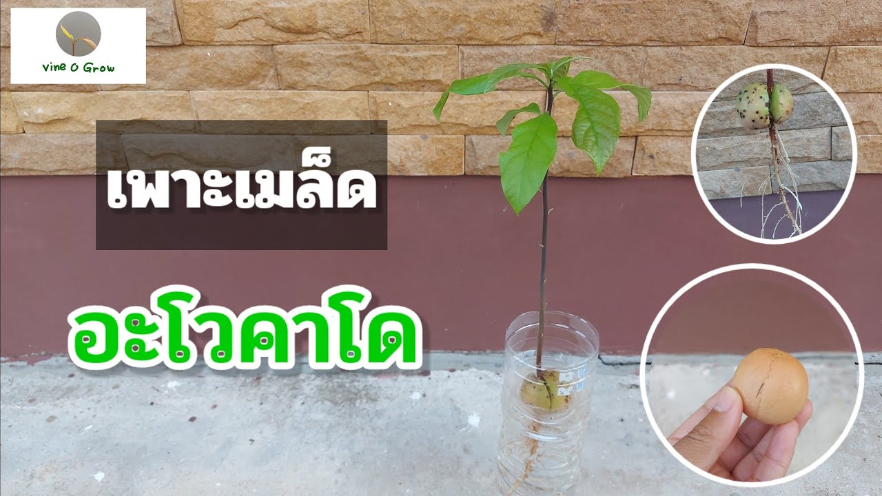 เพาะเมล็ดอะโวคาโด ในน้ำ