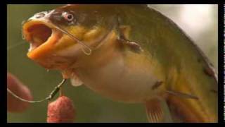 Carping Tactics How To Combat Poisson Chat In French Lakes Youtube Carping Tactics How To Combat Poisson Chat In French Lakes Youtube