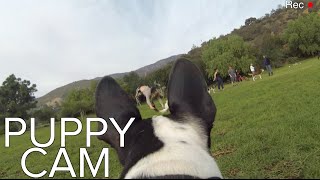 Boston Terrier GoPro