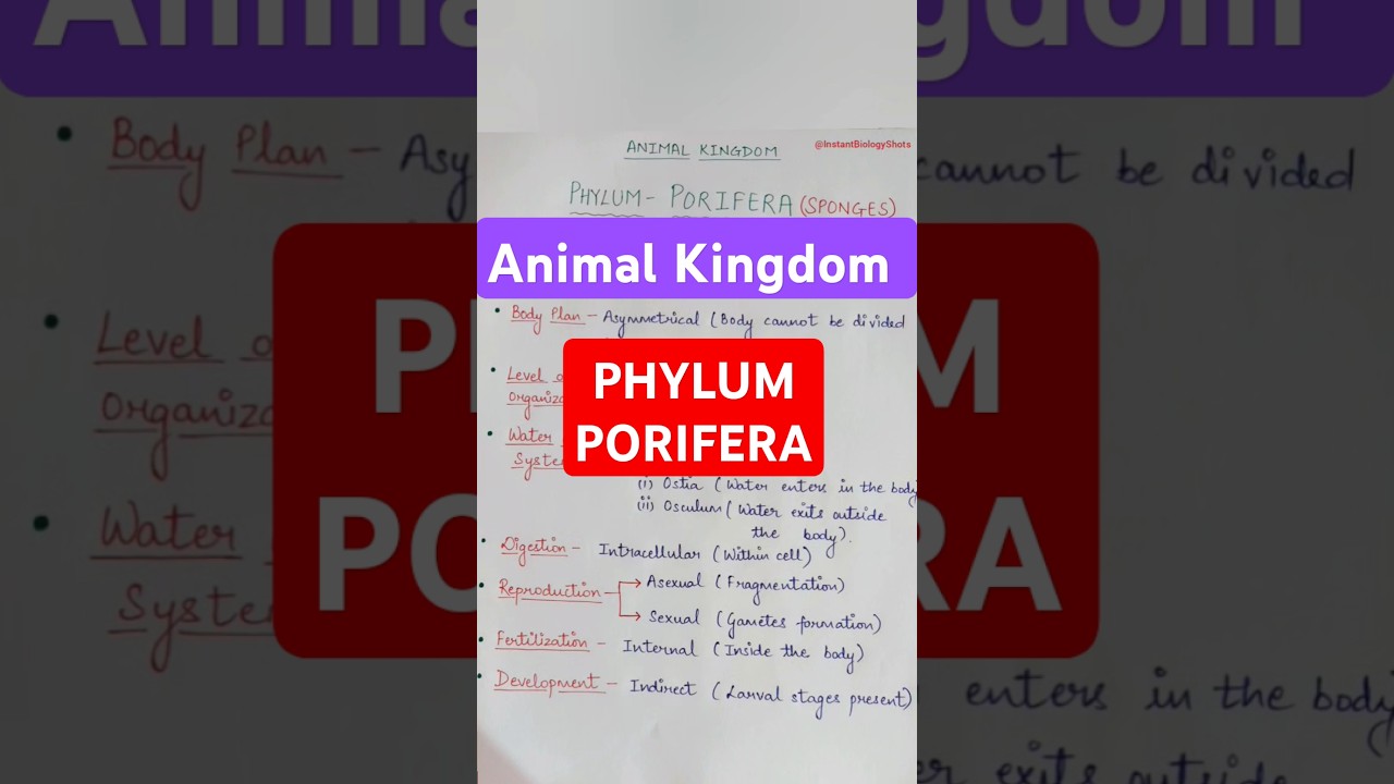 Important features of Porifera | Animal Kingdom | Class11 | Quick Notes with Explanation 