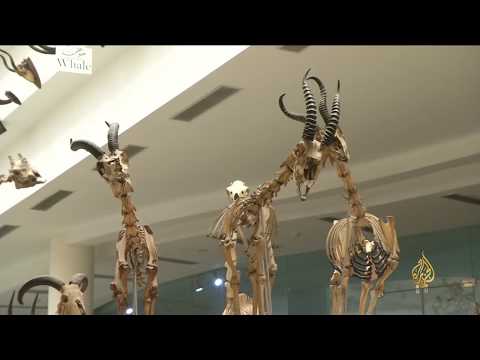 هذا الصباح - المتحف الحيواني بالقاهرة يبهر الزائر بمحنطاته 🇪🇬
