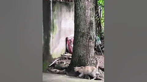 Cat plays, while the snake tries to escape. #cat #snake #catfight