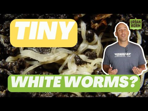 וִידֵאוֹ: What Are Pot Worms: What To Worms White In Compost