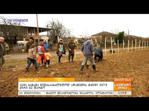 \"პაშა ბანკმა\" წინასაახალწლოდ აჯამეთის ტყეში 2019 ძირი ხე დარგო