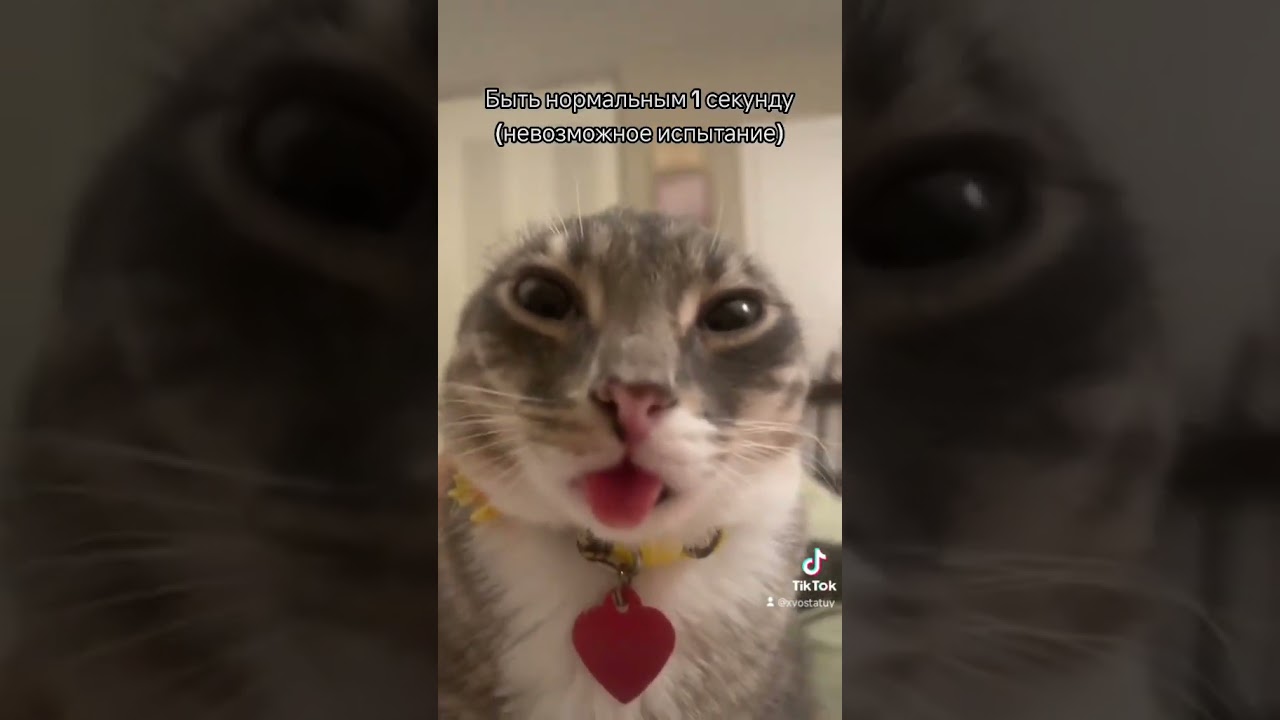 Он пытается. Трек: SHADOWSTRIDER - POLXR LIGHTS 