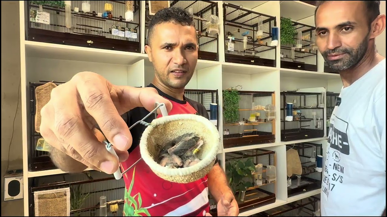 Visita do nosso# amigo Sandro #que satisfação meu# amigo#no debate de Coleiro #papa capim #aves ￼