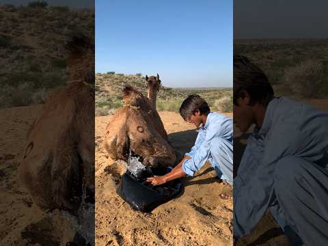 صبي ساذج يلعب بالماء ورجل يعلق خلف جمل