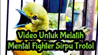 Melatih Mental Sirtu Dengan Video Ini
