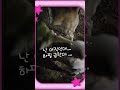 첫사랑입니다 #강아지 #애견영상 #동물농장강아지 #cute #shibainu #강아지일상 #강아지브이로그 #첫사랑
