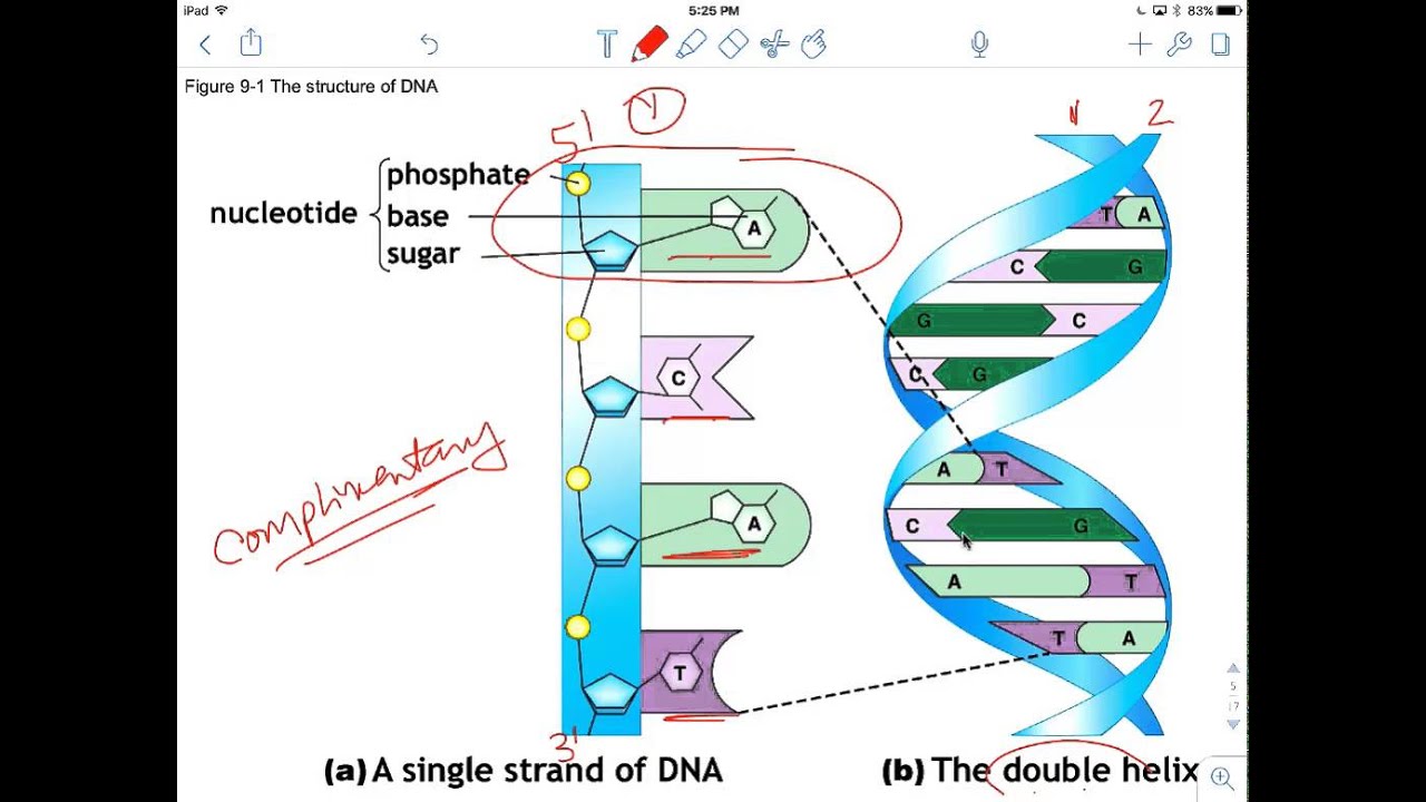 9.1 Why Do Cells Divide Part 1 YouTube