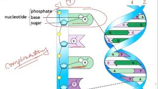 9.1 Why Do Cells Divide - Part 1