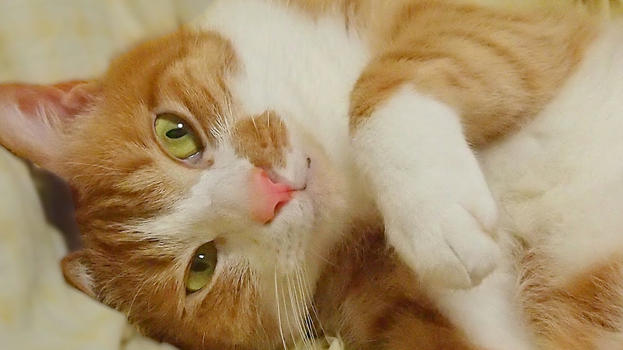 猫カフェ 横浜 飼い主を大爆笑させる猫 #2 〜茶トラ猫｢マック｣ スリスリ大サービスな猫 -The cat rubs against a body to an owner. LOL!