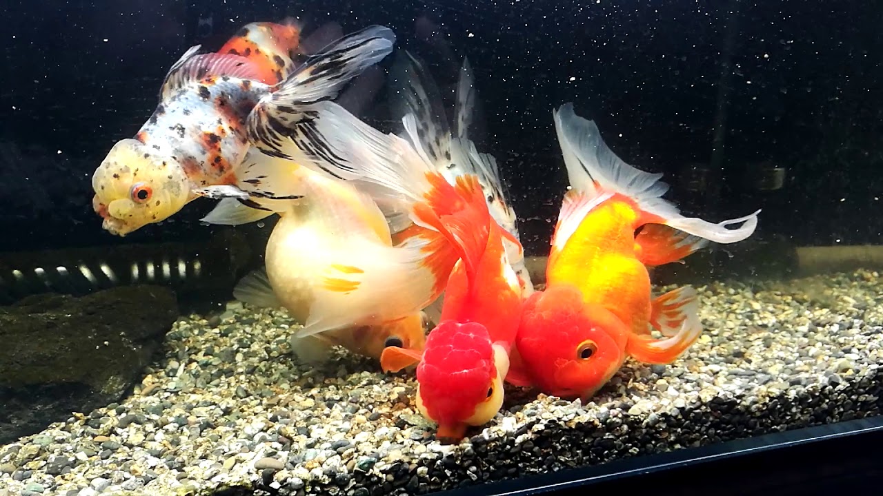 ミシロ 彩金魚 胚芽育成用 細粒をモグモグ中 Youtube