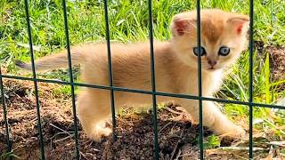 “You torment your mother’s tail and I will be yours!” - Scottish fold kittens in the village.