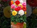 How to grow Ranunculus bulbs at home #flowers #ranunculus #shorts #gardening #terracegardening