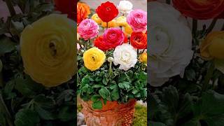 How To Grow Ranunculus Bulbs At Home
