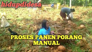 MENJUAL PORANG! PROSES PANEN PORANG MANUAL ! porang plant harvesting process