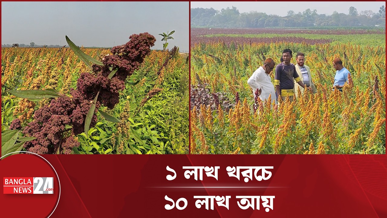 ঠাকুরগাঁওয়ে প্রথমবার বাণিজ্যিকভাবে ‘কিনুয়া’ চাষ | Farming Success
